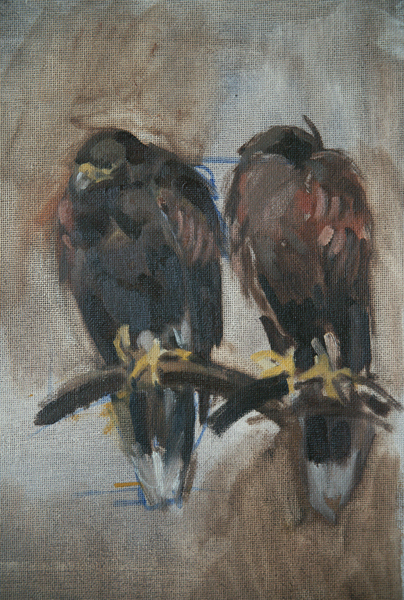 Hawk, oil sketch from life